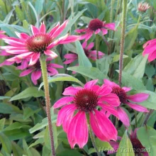 Шапки с ежами