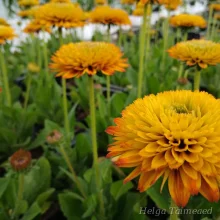 Дневные шляпы