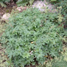 Lady's mantle