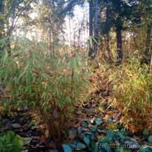 Bamboo