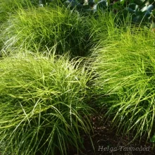 Sedge