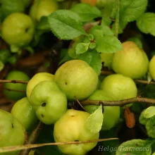 Flowering quince