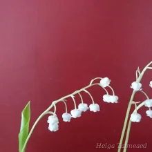 Lily of the valley