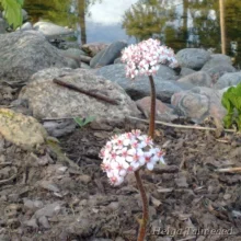 Umbrella plant