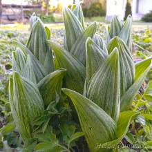 False hellebore