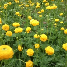 Buttercup