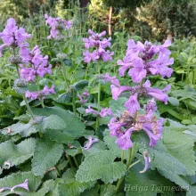 Woundwort