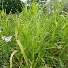 Canary grass