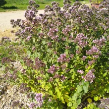 Oregano