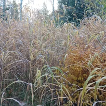 Silvergrass