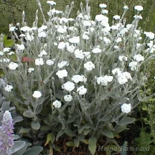Campion