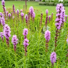 Blazing star