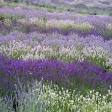 Lavender