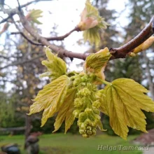 Maple