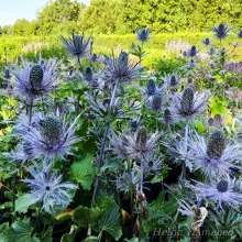 Sea holly