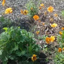 Avens