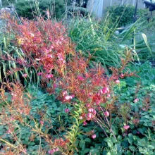 Spindle