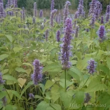Giant hyssop