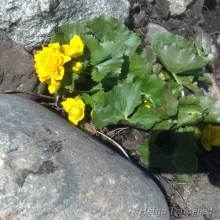 Marsh marigold