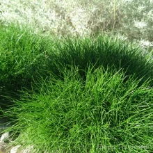 Aruheinad