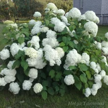 Hydrangea