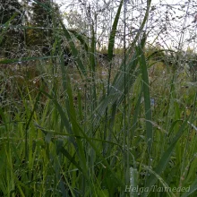 Switchgrass
