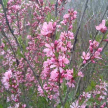 Cherry / Plum