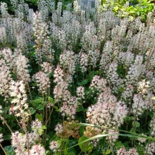 Coral bells and Foamflower