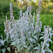 Woundwort