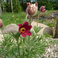 Pasqueflower