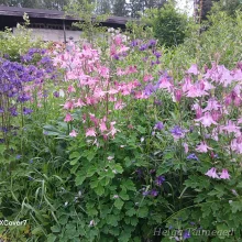 Columbine