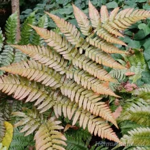 red-veiled fern