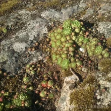 Mägisibulad