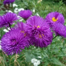 Fleabane