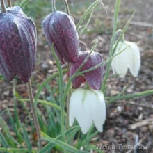 Fritillary
