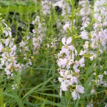 Loosestrife