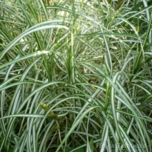 Sedge