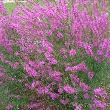 Loosestrife