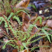 ferns