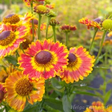 Sneezeweed