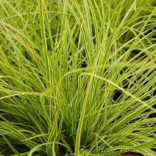 Sedge