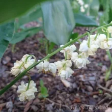 Lily of the valley