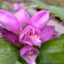 Turtlehead