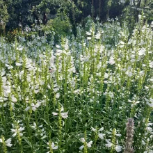 Obedient plant