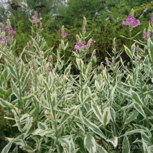 Obedient plant