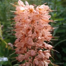 Foxtail lily
