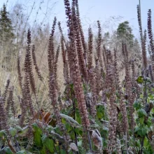 Teucrium