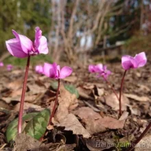 Cyclamen