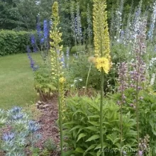 Foxtail lily