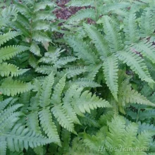 Ferns